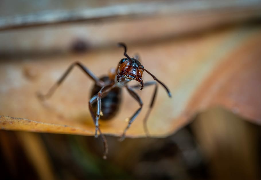 insect, macro, animal wildlife, invertebrate, one animal, close-up HD wallpaper