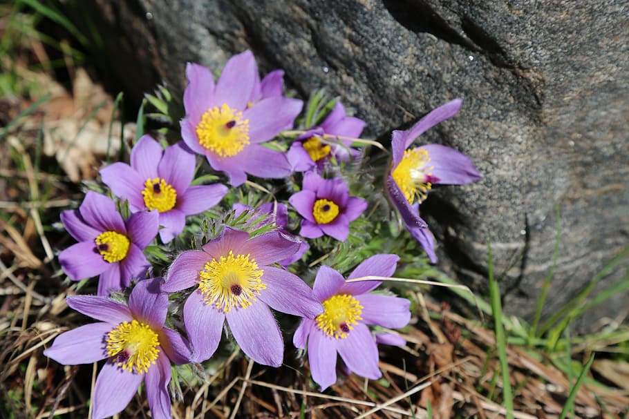 Purple, Flowers, Spring, Bloom, close-up, day, outdoors, no people HD wallpaper