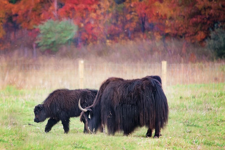 two brown yaks eating on grass field, buffalo, fall, autumn HD wallpaper