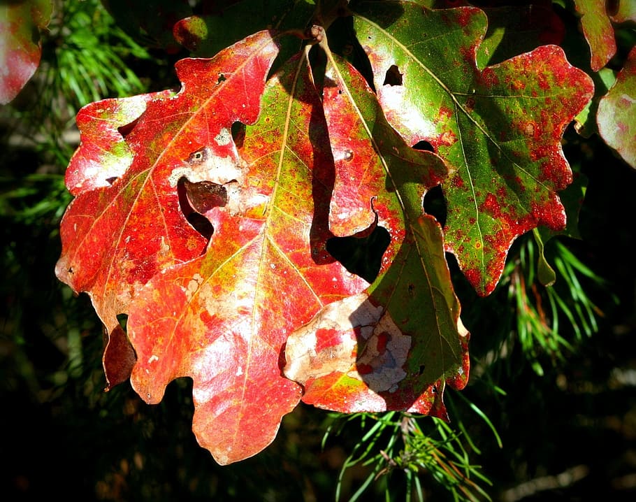 oak leaves, fall, autumn, october, red, green, yellow, color HD wallpaper