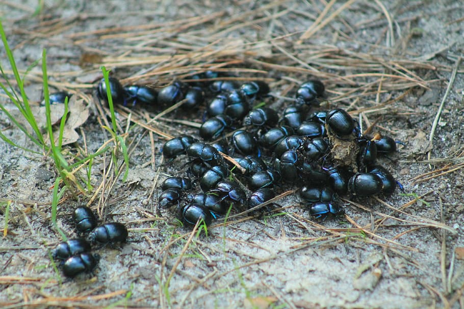 beetle, worm, closeup, selective focus, animals in the wild HD wallpaper