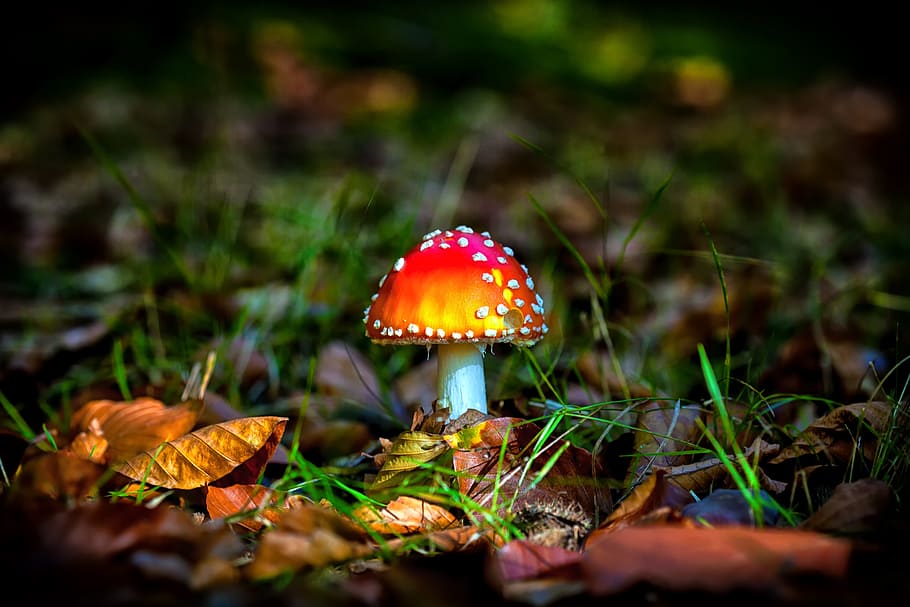 Mushrooms Seamless Images  Browse 44517 Stock Photos Vectors and Video   Adobe Stock