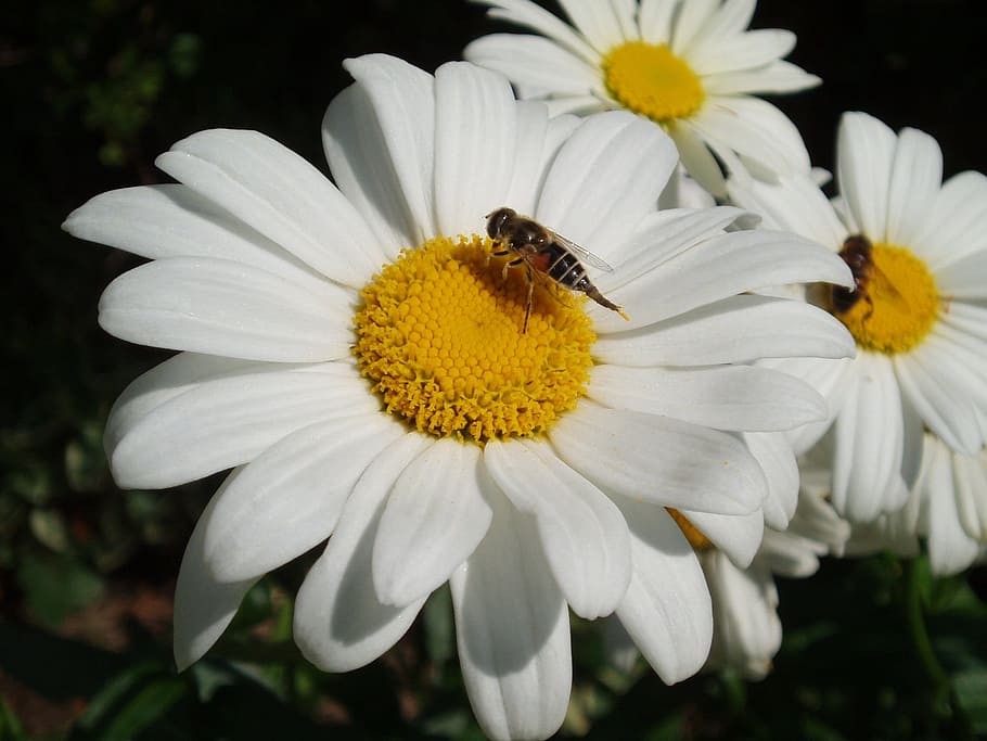 leucanthemum, daisy, white, bee, honey, flower, flowering plant HD wallpaper
