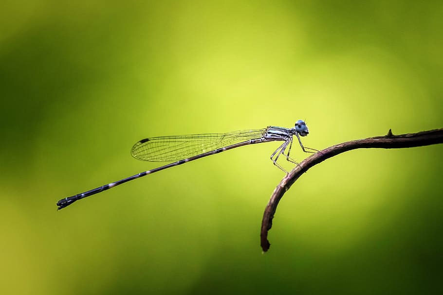 Damselfly, Odonata, Insect, Macro, nature, animal, blue, animal themes HD wallpaper