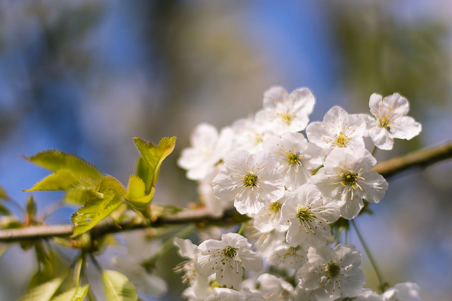 flower, nature, plant, tree, branch, flowering plant, fragility HD wallpaper