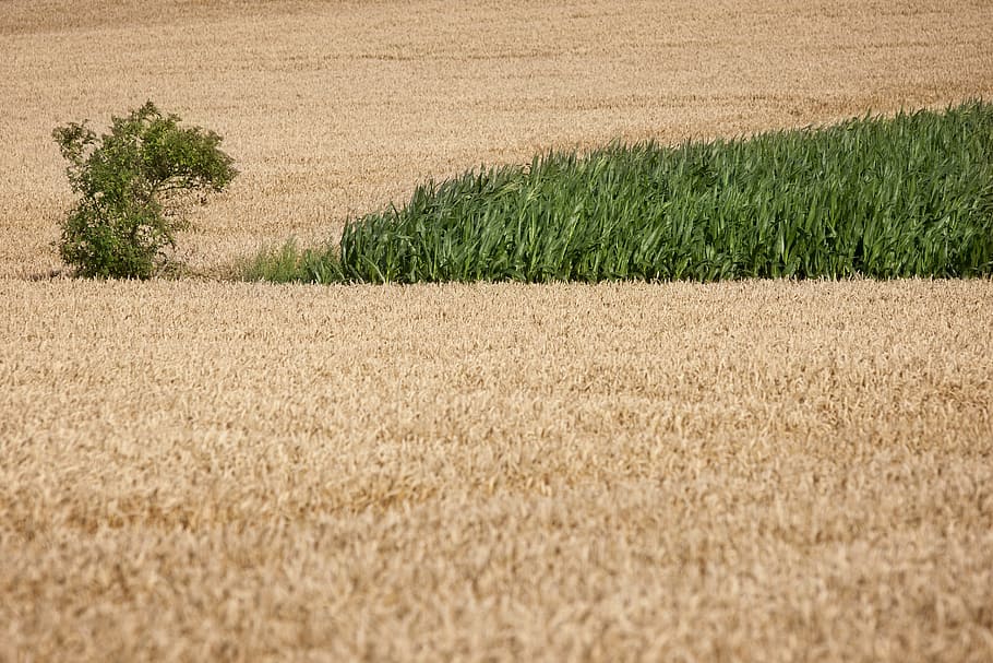countryside, corn, field, nature, landscape, green, outdoor life HD wallpaper