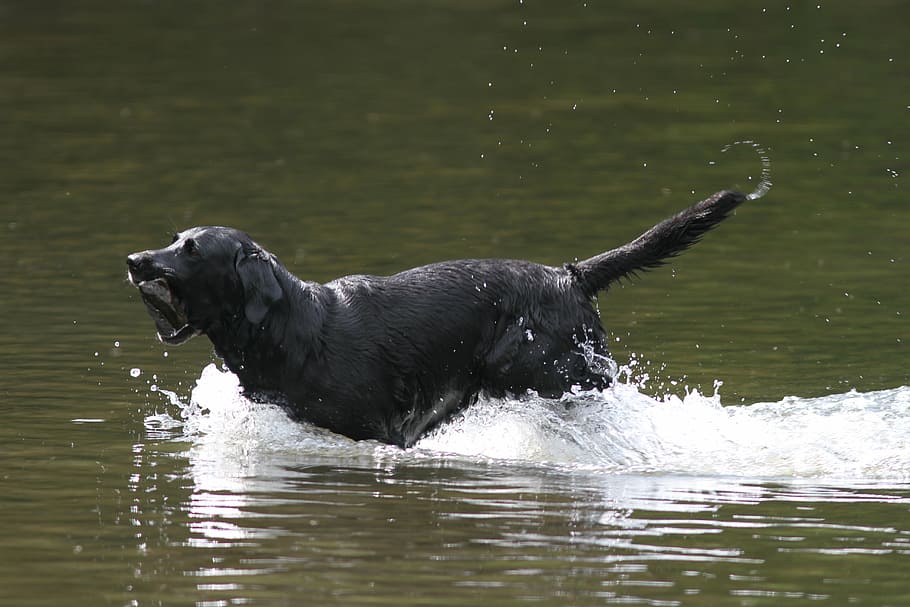 dog, water, pet, fun, animal, play, canine, happy, swimming HD wallpaper