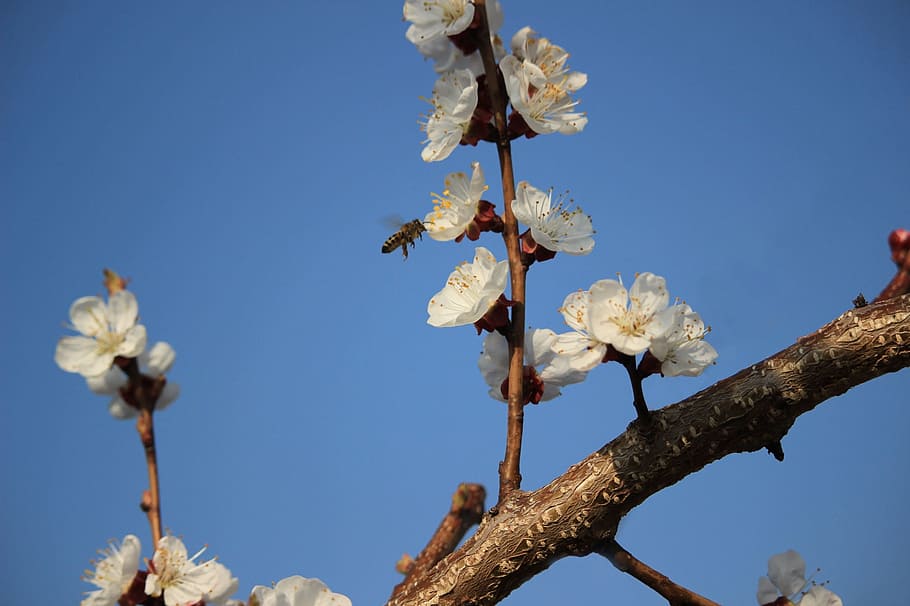 Bee, Honey, Spring, day, flower, fragility, tree, growth, nature HD wallpaper