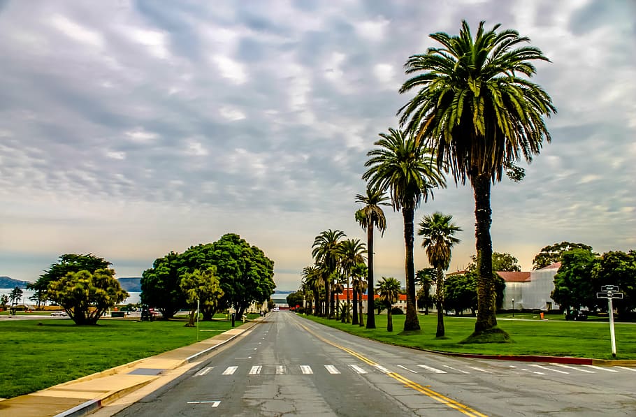 palm tree beside road, presidio, saf francisco, palms, california, HD wallpaper
