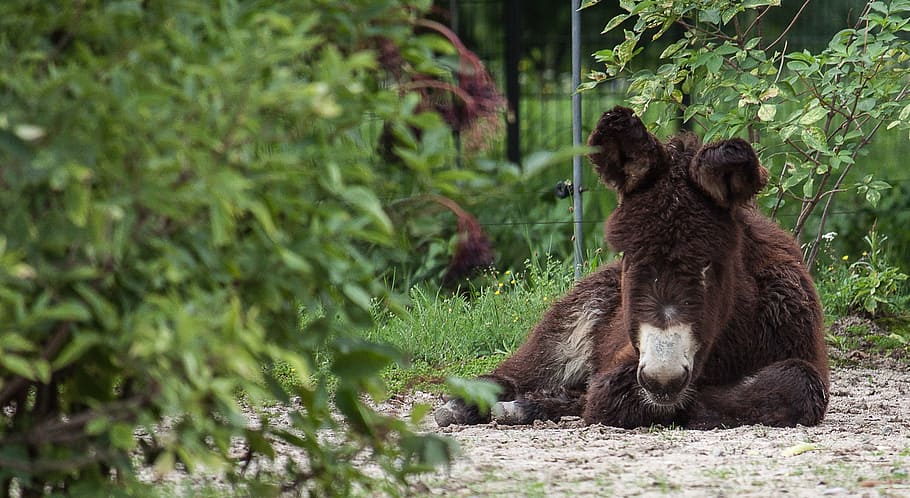donkey, beast of burden, mule, concerns, animal, mammal, animal wildlife HD wallpaper