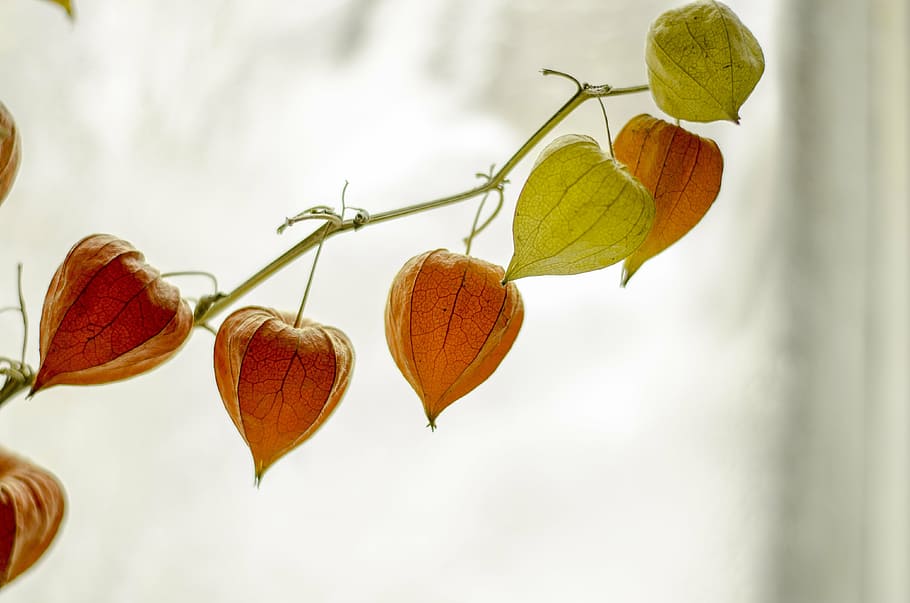 photo of orange and green leaves, plant, lantern, chinese, physalis HD wallpaper