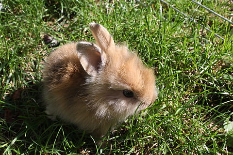 brown rabbit on grass, Error, image, dwarf rabbit, hare, bunny HD wallpaper