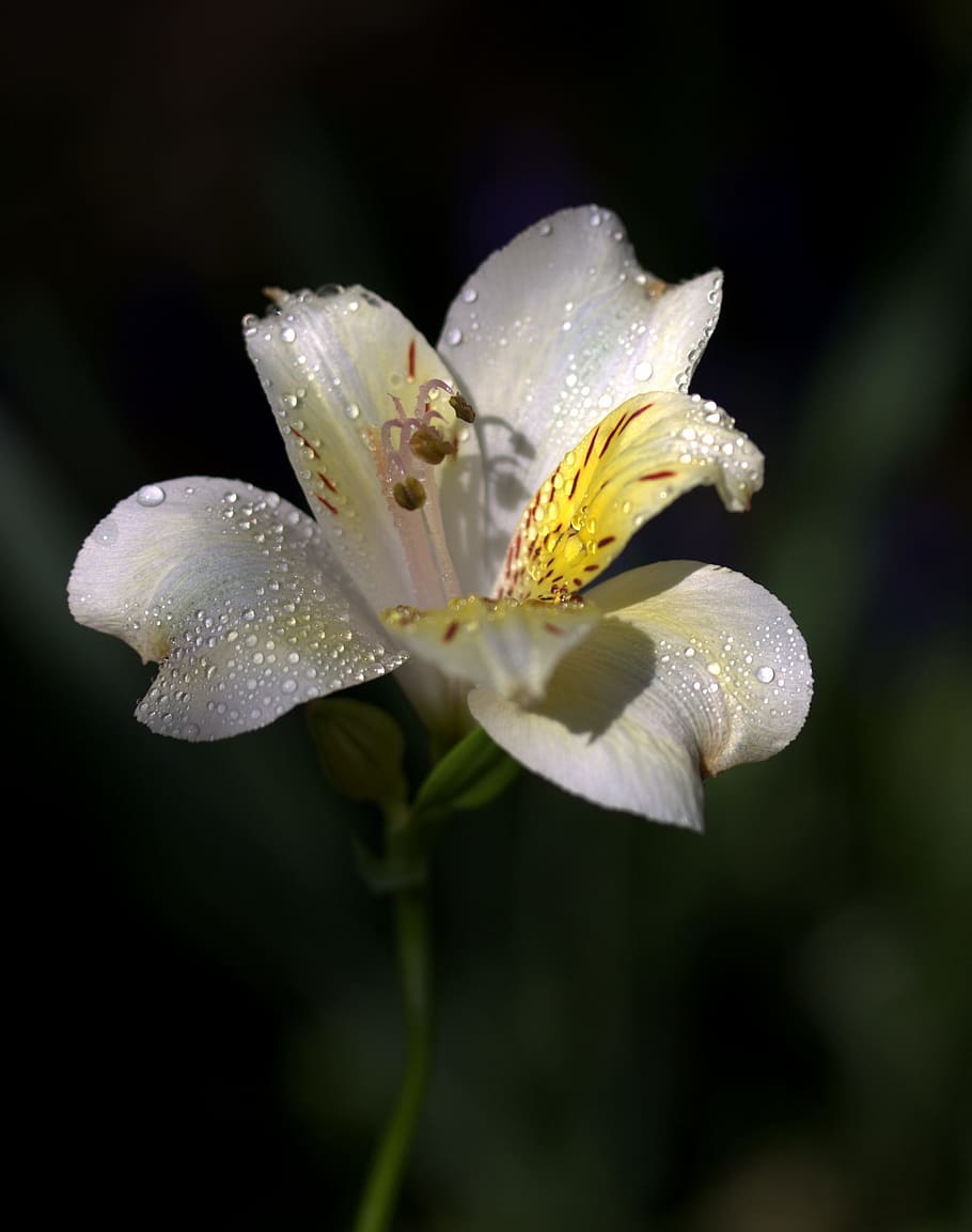 lily, flower, wild, white, flowering plant, beauty in nature HD wallpaper