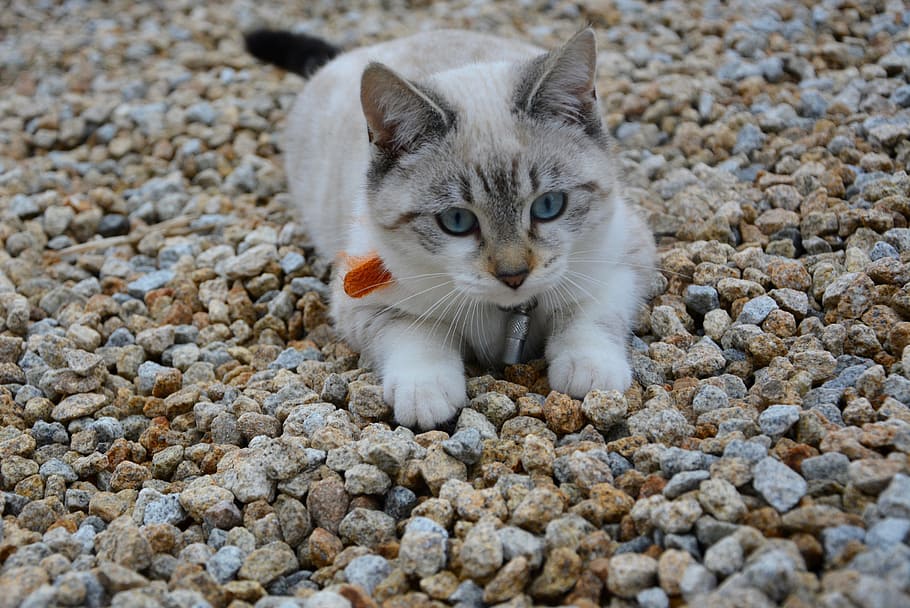 cat, kitten, sunset, pounce, jump, blue eyes, feline, hug, cat eyes HD wallpaper