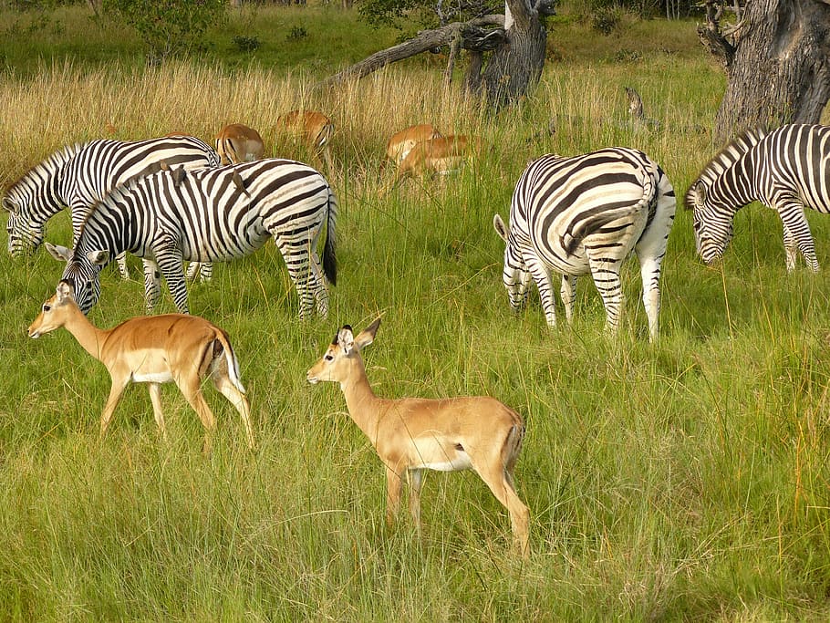 zebras, antelope, grazing, chobe, game park, botswana, africa, HD wallpaper