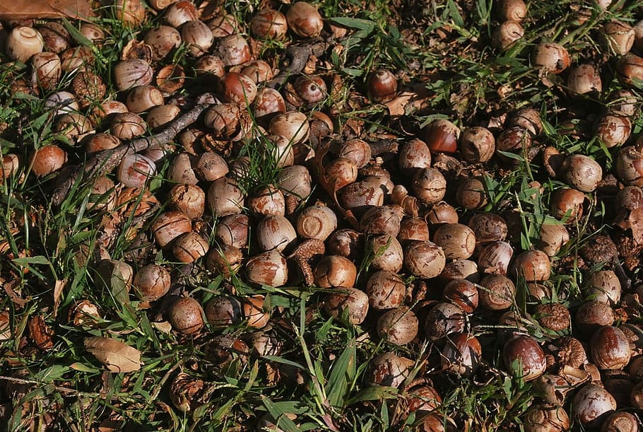 Acorn, Nut, Nut, Shell, Scattered, Grass, macro, food and drink HD wallpaper