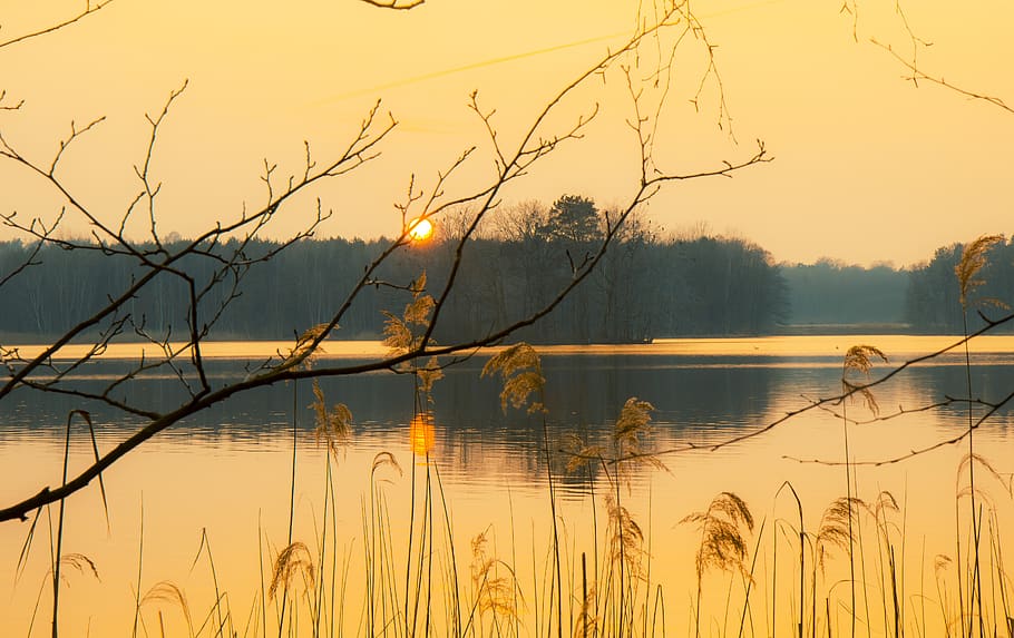 waters, nature, dawn, sunset, lake, plant, tree, sky, tranquility HD wallpaper