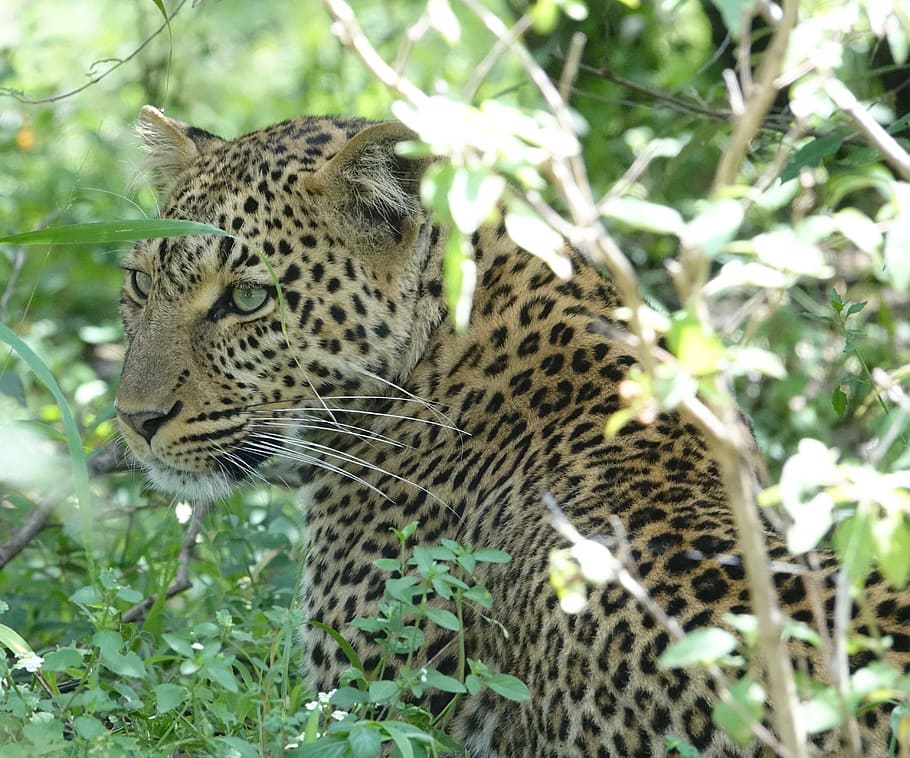 Golden leopard. Животные Кении. Дикие кошки в природе фото.