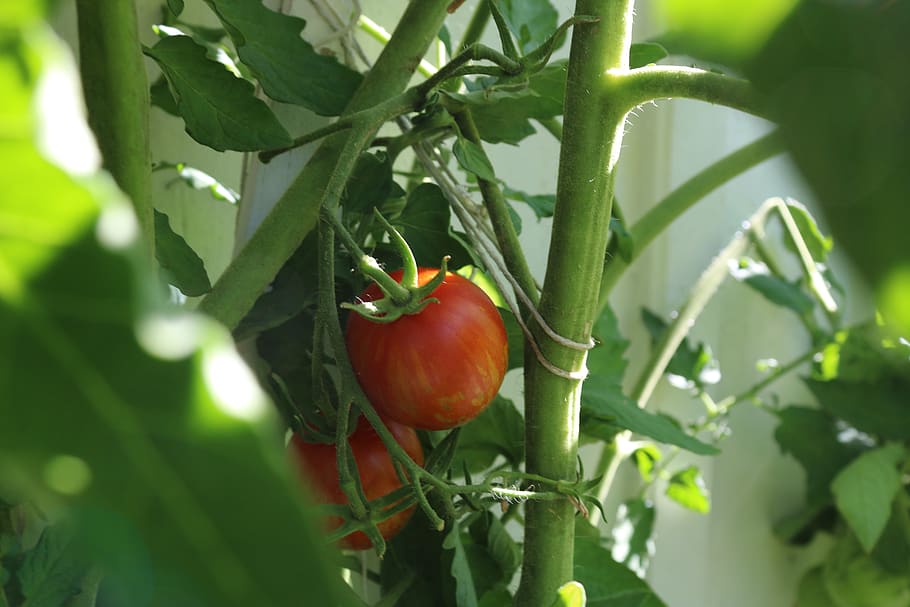 tomato, tomato plant, red, food and drink, healthy eating, leaf HD wallpaper