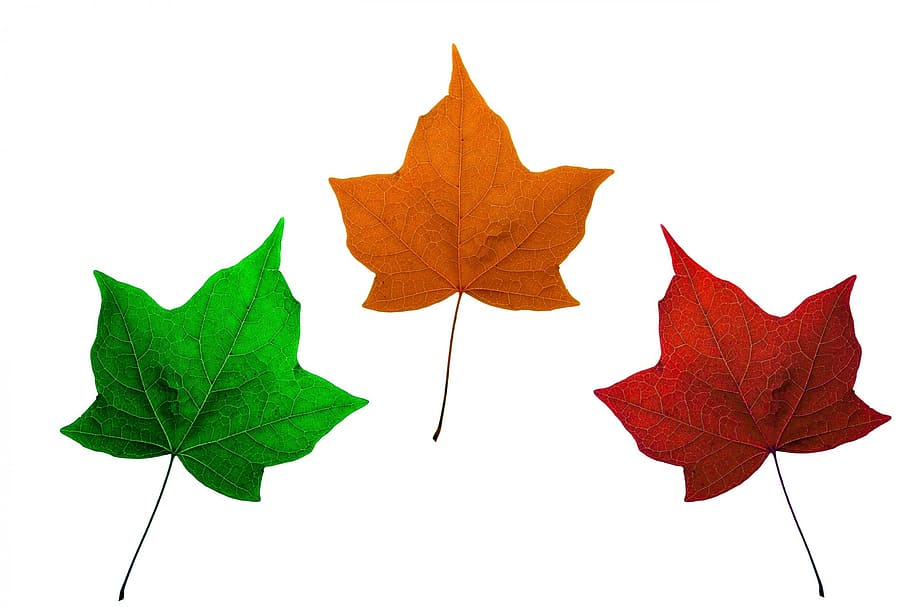 leaves, isolated, maple, maple leaves, red, orange, green, fall HD wallpaper