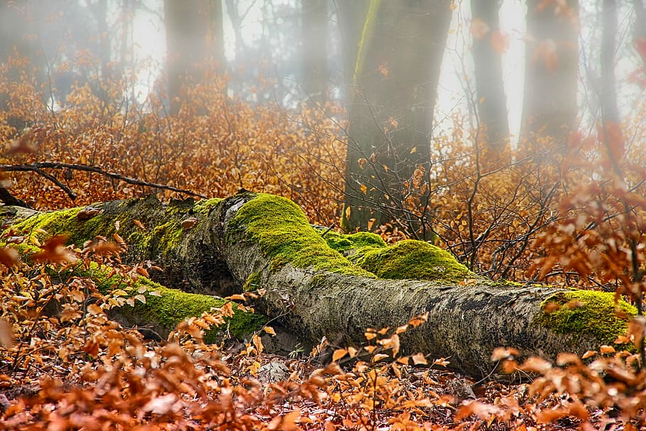 gray log with algae during daytime, autumn, forest, moss, leaf HD wallpaper