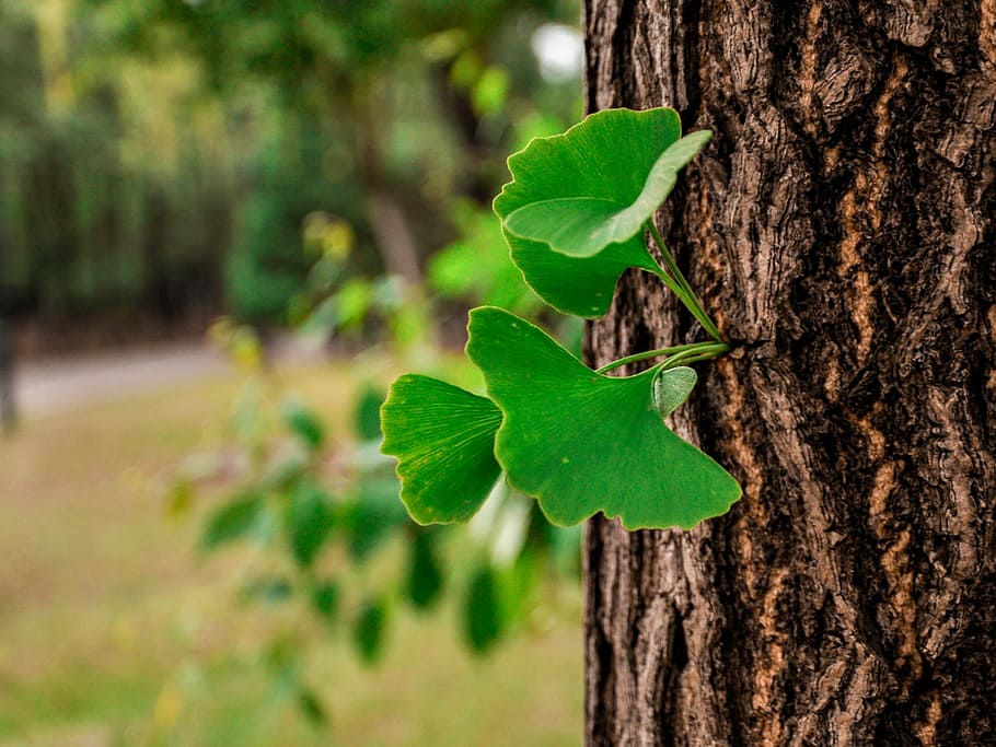 Ginkgo, Tree, Leaf, nature, forest, green Color, plant, outdoors HD wallpaper