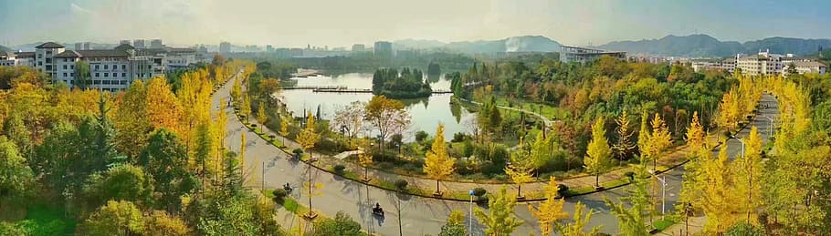 Wo, De, Da, Xue, Xiao, Yuan, nature, outdoors, growth, day HD wallpaper