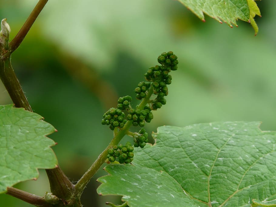 Grapevine, Vitis Vinifera, Wine, engine, branch, grow, wine leaf HD wallpaper