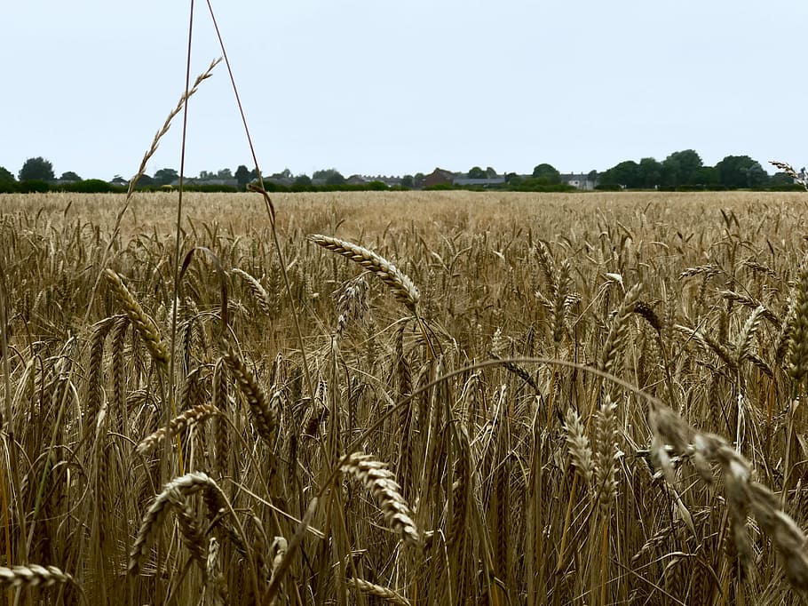 Walking through Earsdon, brown wheats photo, field, wheat field HD wallpaper