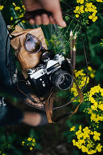 Woman with vintage camera in the field of blooming rapes, summer HD wallpaper