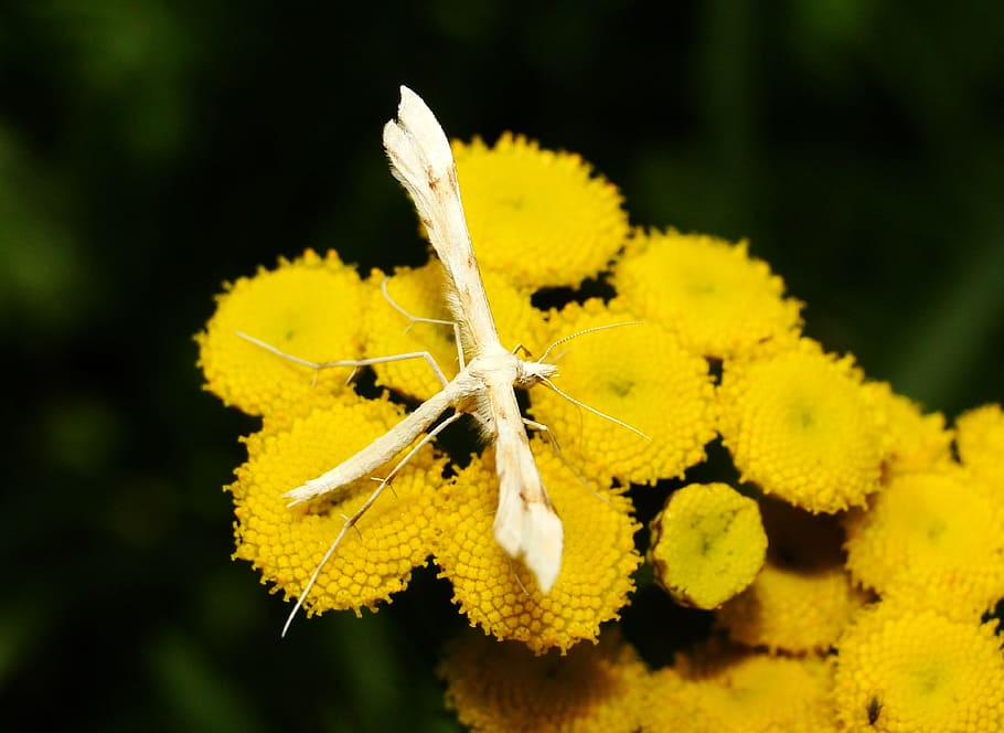 nature, flower, plant, leaf, no one, animals, mols, gillmeria ochrodactyla HD wallpaper