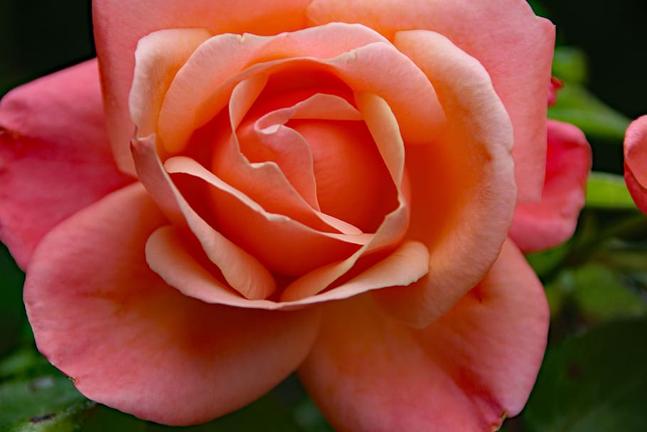 pink rose, flower, petal, love, romantic, valentine, plant, HD wallpaper