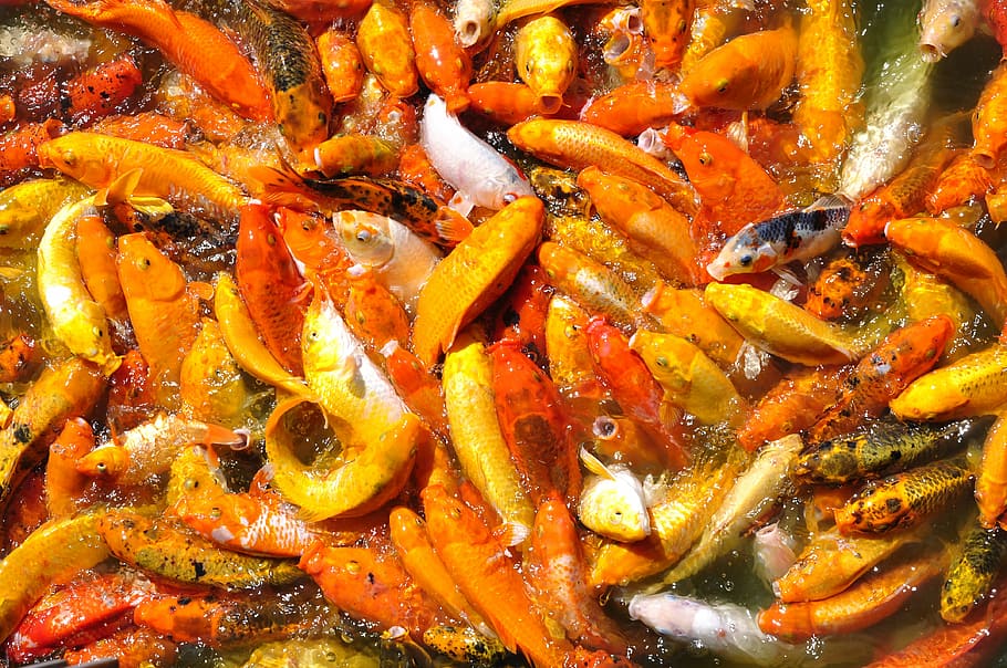 carp fish, orange, fishing, water, nature, freshwater, asian HD wallpaper
