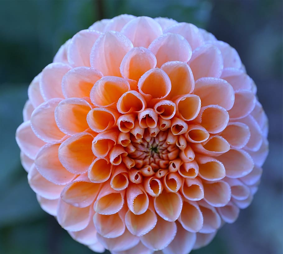 close up photography of orange ball dahlia flower, rose, about HD wallpaper