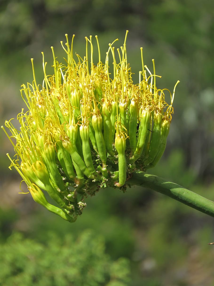 cactus, bloom, hiking, big bend, texas, growth, plant, beauty in nature HD wallpaper