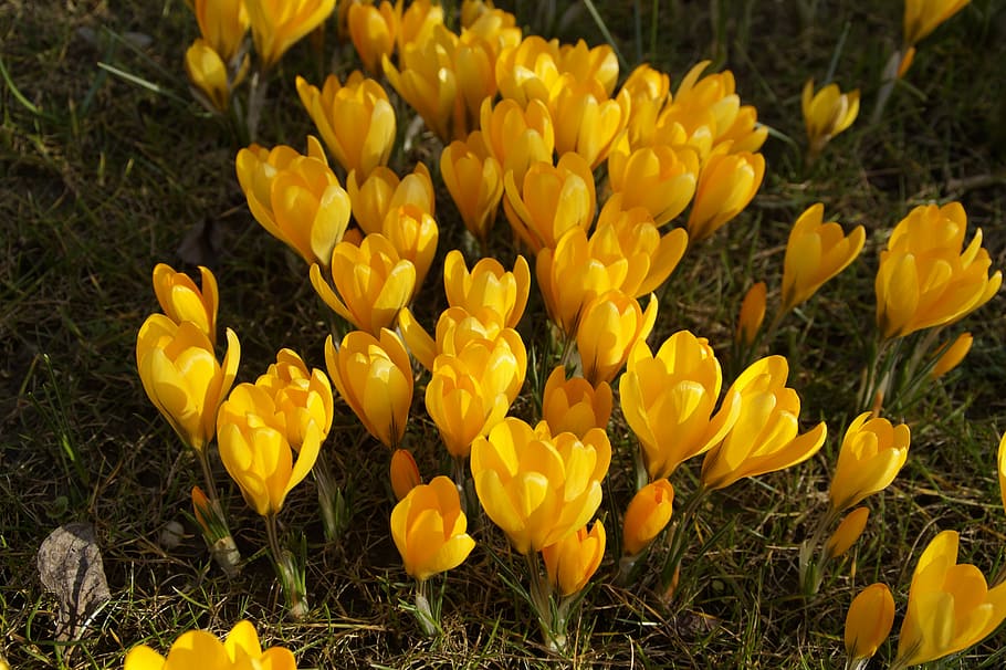 nature, plant, flower, field, grass, crocus, spring, spring awakening HD wallpaper
