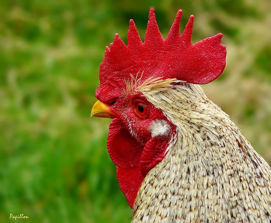 selective focus photography of brown rooster, hahn, gockel HD wallpaper