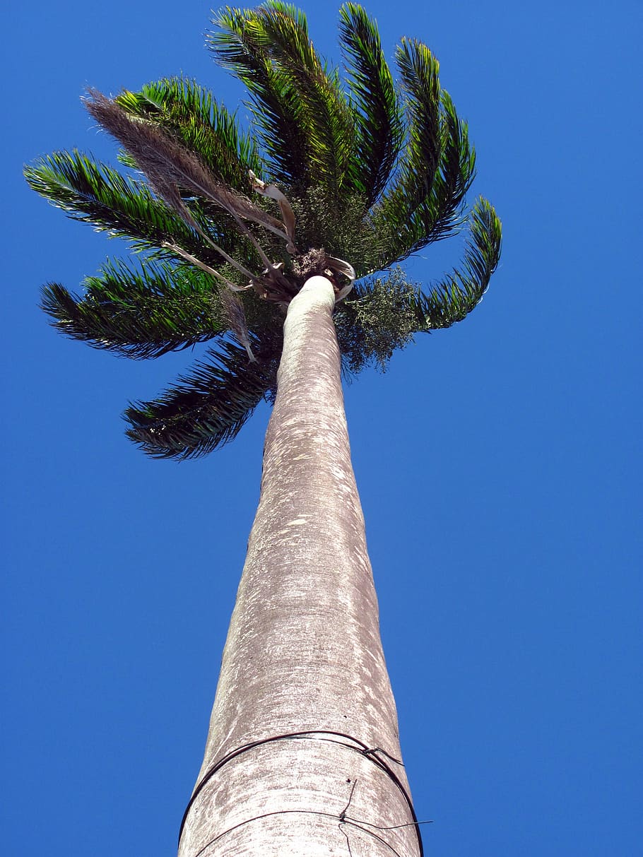 palm tree, high, height, nature, trunk, sky, low angle view HD wallpaper