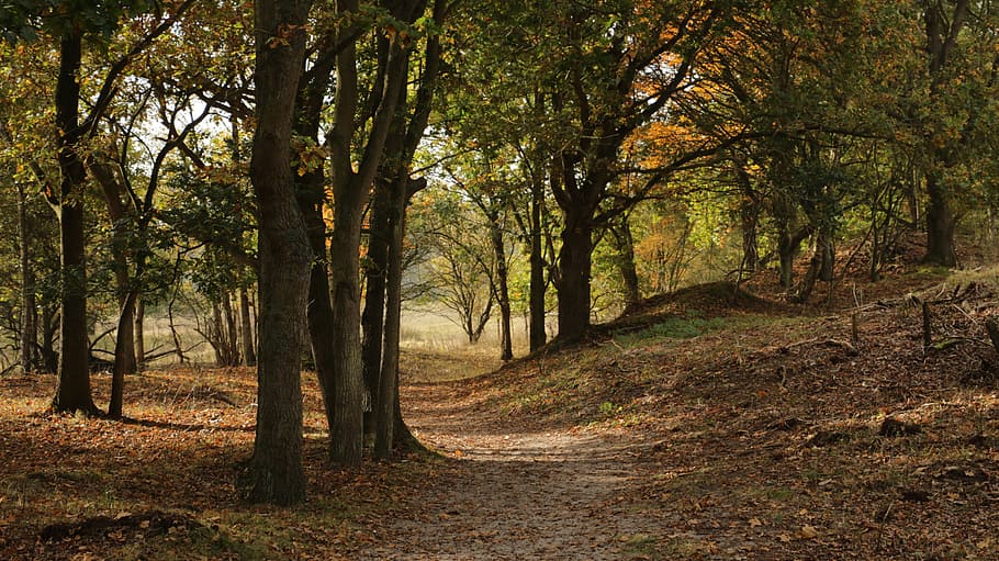 forest with brown dried leaves, nature, autumn, tree, path HD wallpaper