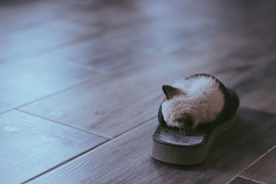 Siamese kitten sleeping in slide sandals, white kitten sleeping in slide sandals on parquet floor HD wallpaper