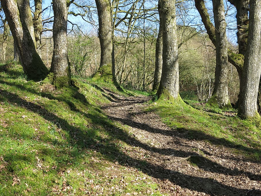Woodland, Trees, Path, Spring, Sunlight, shadows, nature, outdoor HD wallpaper