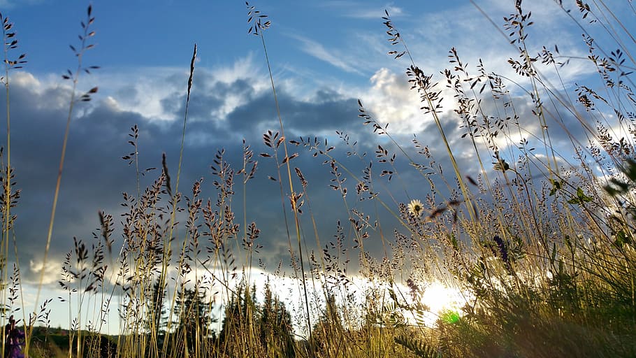 sunset, clouds, norway, grass, drought, landscape, easy, the nature of the HD wallpaper