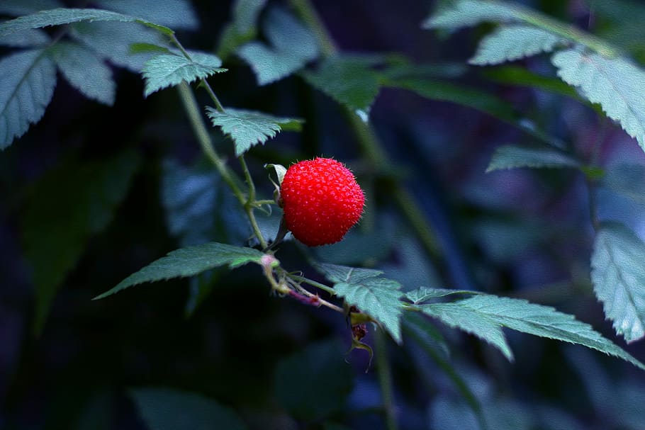 nature, leaf, summer, fruit, flora, berry, healthy, outdoors HD wallpaper