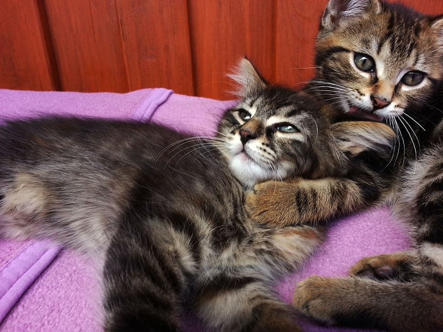 play, kitten, sun, cute, domestic, cat, pets, mammal, domestic animals HD wallpaper