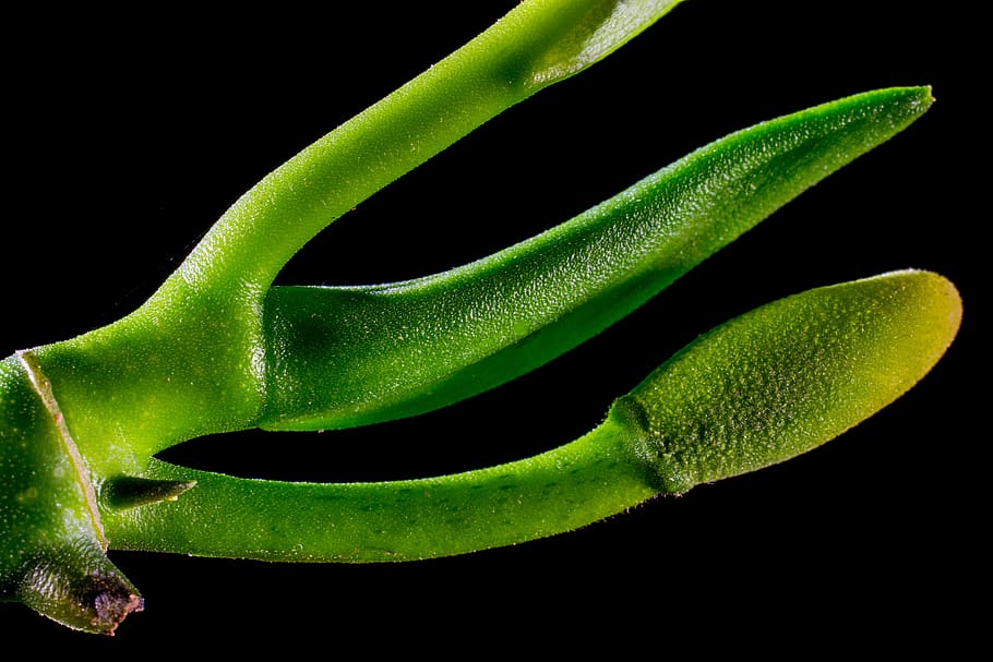 jack fruit leaf, leaves, green, black background, green color HD wallpaper