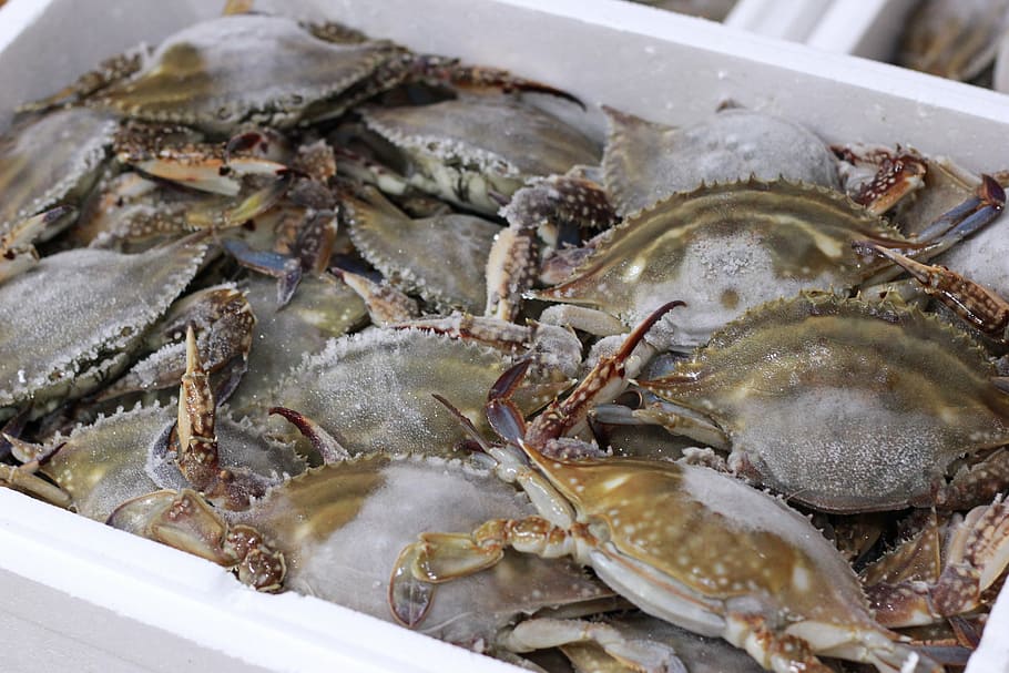 seonhong, so, food, food and drink, seafood, wellbeing, animal HD wallpaper