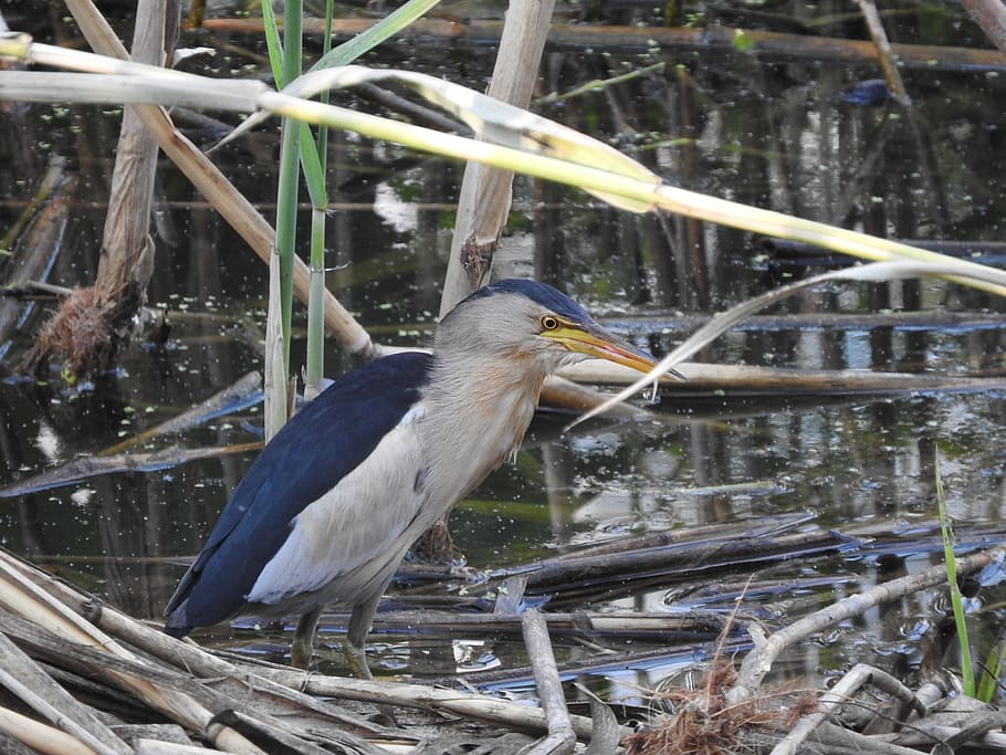 bird, little bittern, pond, animal wildlife, vertebrate, animals in the wild HD wallpaper