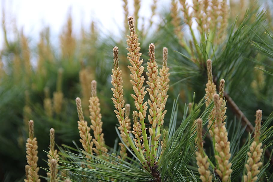 flowers, spring, nature, landscape, plants, garden, pine, wood HD wallpaper