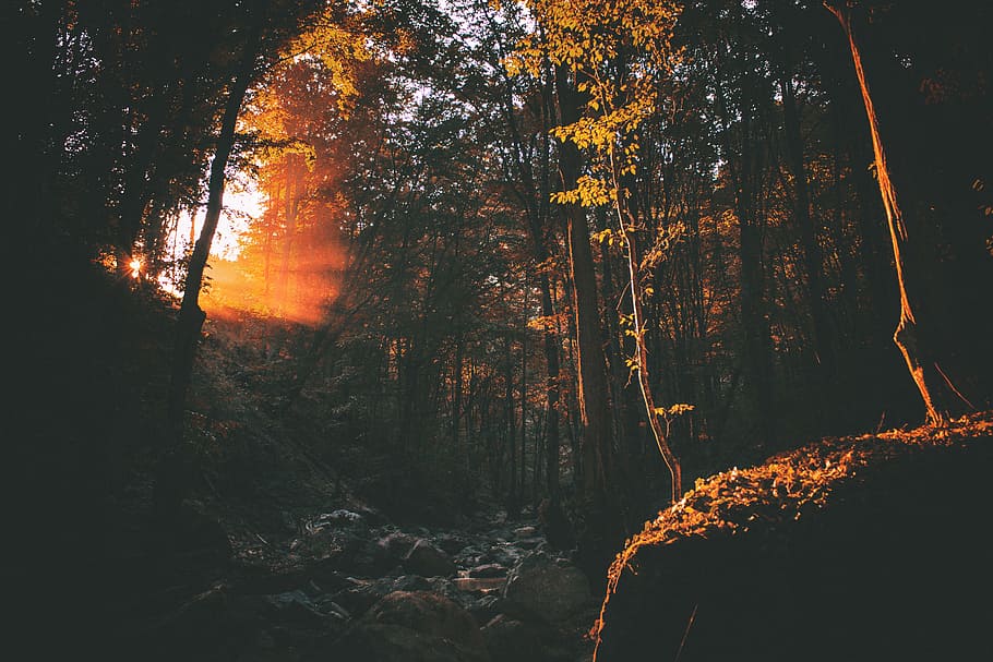 long exposure photography of trees, brown leaf trees at golden hour HD wallpaper
