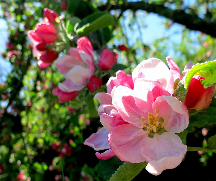 british, flora, green, pink, flowers, blossom, tree, apple HD wallpaper